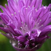 Chives, bloom