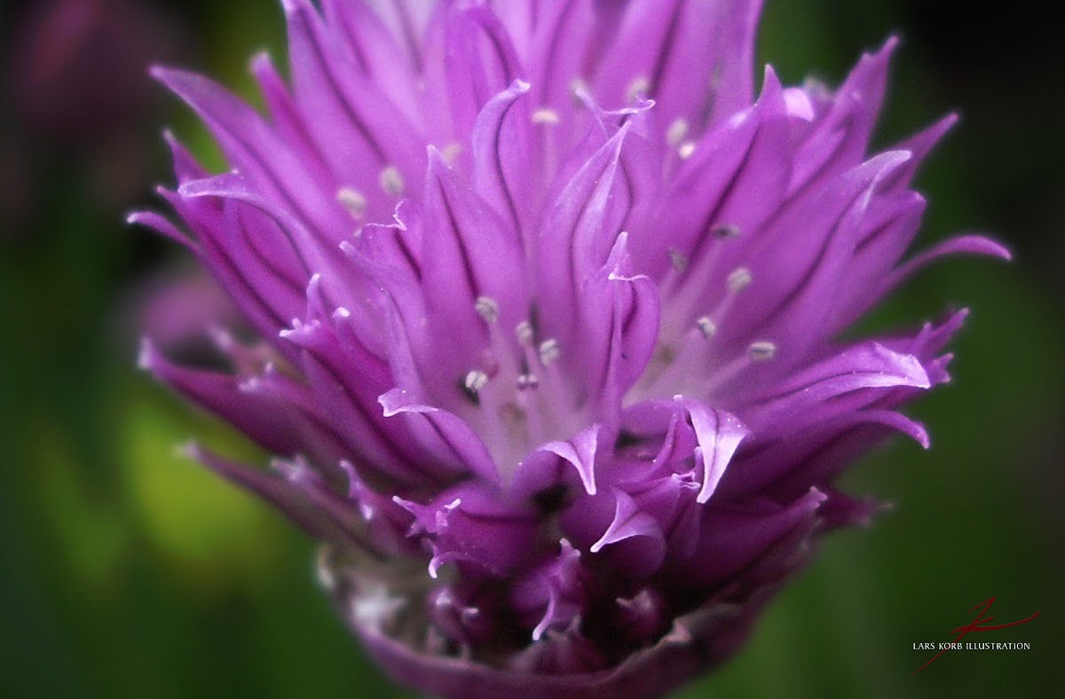Chives, bloom