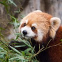Panda wallpaper , 壁紙 レッサーパンダ logo