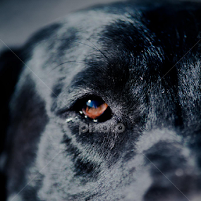Always watching you by Keith Bryant - Animals - Dogs Portraits