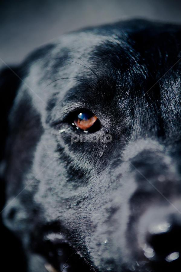 Always watching you by Keith Bryant - Animals - Dogs Portraits
