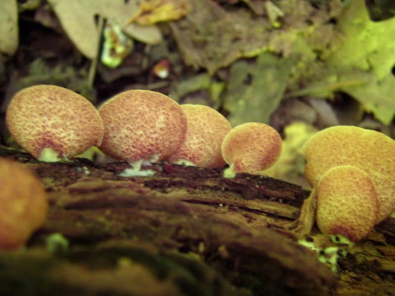 Mystery Mushroom C - cap view