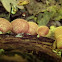 Mystery Mushroom C - cap view