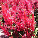 Celosia Arrabona Red