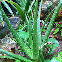 Barbados Aloe, Medicinal Aloe