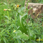 Dwarf Dandilion