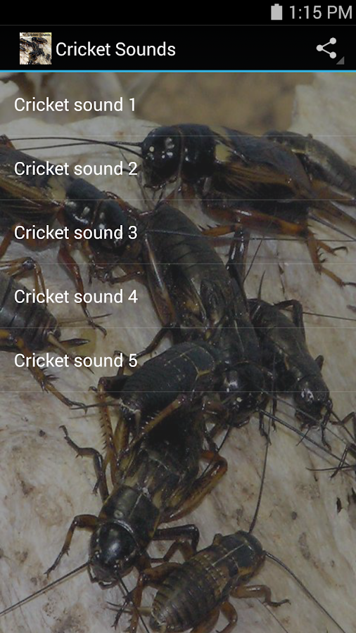 Cricket Sounds Android Apps on Google Play