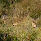 Eastern Grey Kangaroo mob