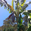 Banana tree