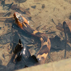 Broad-banded Water Snake