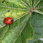 Seven spotted lady beetle