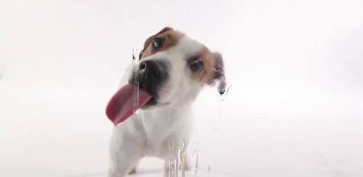 Dog Licks Screen Wallpaper - Apps on Google Play