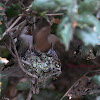 Anna's Hummingbird (Mom and Babies)