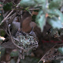 Anna's Hummingbird (Mom and Babies)