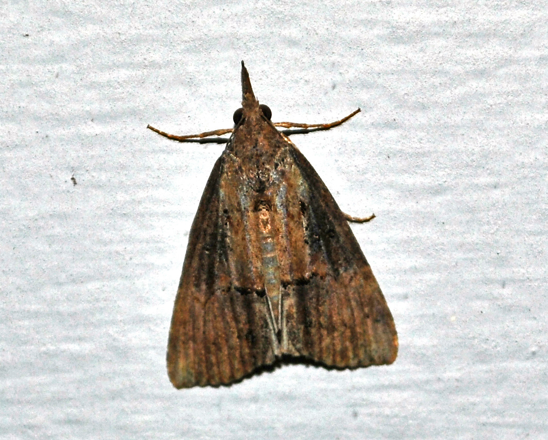 Green Cloverworm Moth