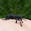 Caballito del Monte / Weevil