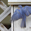 Eastern Bluebird