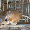 Dulzura Kangaroo Rat