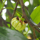 Malabar tamarind