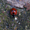 Five-spot Ladybird