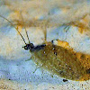 Barber's Brown Lacewing
