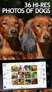 Download Jigsaw Puzzles Dogs APK for Android