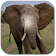 Crazy Elephant Simulator icon