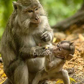 Let's get breakfast dear.. by Alfi Nurulhida - Animals Other Mammals
