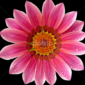 by Soumitra Haldar - Flowers Single Flower