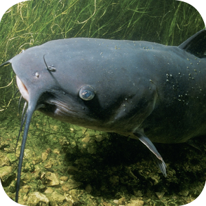 Download Catfish Wallpapers for PC