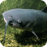 Catfish Wallpapers Application icon