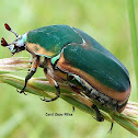 Green June Beetle