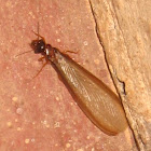 Termite fly