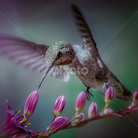 Anna's Hummingbird by Ken Bruce - Animals Birds