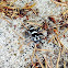 Banded Alder Borer Beetle