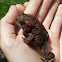 american toad
