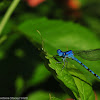 Common Blue Damselfly