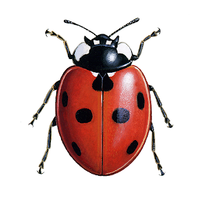 iRecord Ladybirds logo