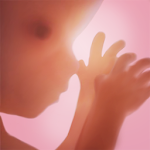 Cover Image of Download Pregnancy + 4.2 APK