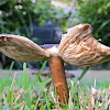 Russula sp. mushrooms?