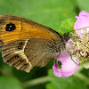 mariposa lobito listado