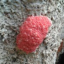 Apple Snail eggs