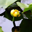 Bullhead Lily