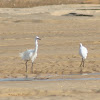 Garça-Branca-Pequena