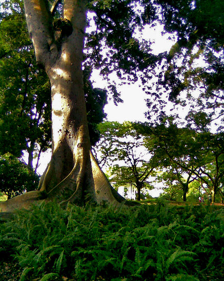 kapok or silk-cotton tree