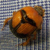 Earth-boring Scarab Beetle