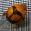 Earth-boring Scarab Beetle