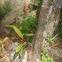 PARADISE FLYING TREE SNAKE