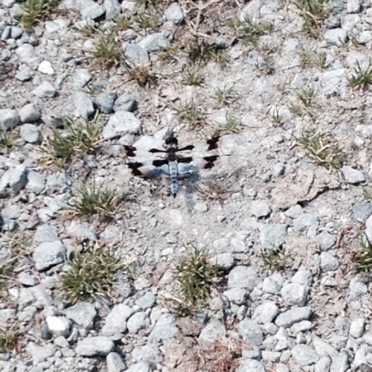 Eight-spotted Skimmer (male)