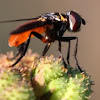 Feather-legged fly